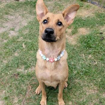 Tessa -  Shepherd Dog Available for Adoption in Pittsburgh, Pennsylvania - Tessa | PetCurious