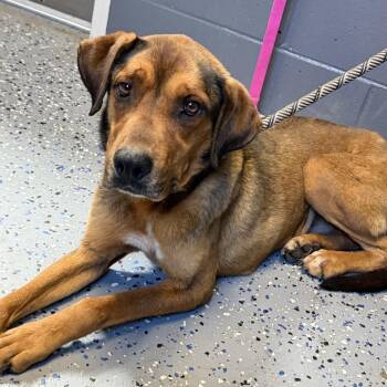 TUSC-Stray-84760 -  Hound and Mixed Breed Dog for Adoption in Tuscaloosa, Alabama - TUSC-Stray-84760 | PetCurious