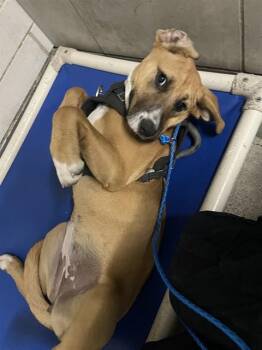 Labrador Retriever and Mixed Breed Dogs Available for Adoption in Stockton, California - PENNY | PetCurious
