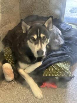 Husky Dogs Available for Adoption in Hamilton, Montana - Dakota | PetCurious