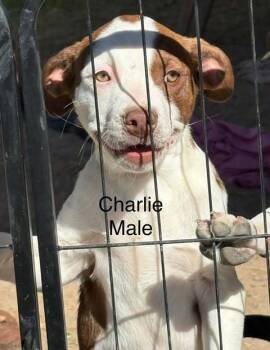 Rescue Boston Terrier Dogs for Adoption in Waunakee, Wisconsin - Charlie Puth | PetCurious