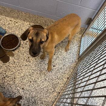 Mixed Breed Dogs Available for Adoption - Spice | PetCurious