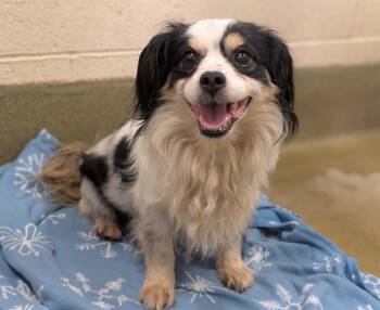 SAVE ME PLEASE This Dog - IDA554033 -  Cavalier King Charles Spaniel Dog for Adoption in San Marcos, California - SAVE ME PLEASE This Dog - IDA554033 | PetCurious