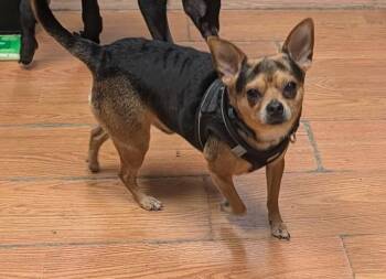 Choco -  Chihuahua Dog for Adoption in Richmond, Virginia - Choco | PetCurious