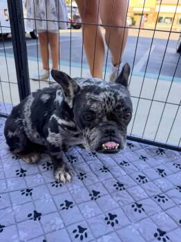 Rosie -  French Bulldog Dog for Adoption in Penryn, California - Rosie | PetCurious