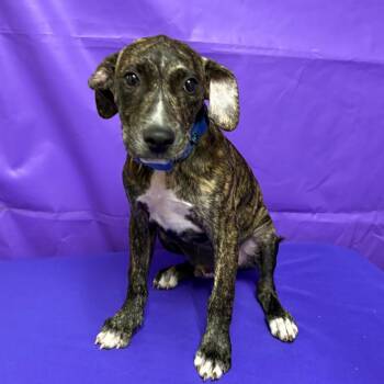 Keno -  Plott Hound and Mixed Breed Dog for Adoption in North Myrtle Beach, South Carolina - Keno | PetCurious