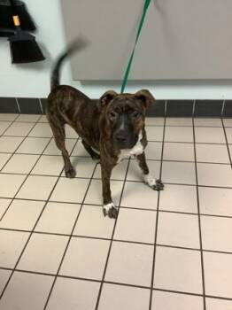 Rescue Pit Bull Terrier and Mixed Breed Dogs for Adoption in Largo, Florida - Boris | PetCurious