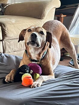 Rescue Labrador Retriever and Hound Dogs for Adoption in Berwick, Pennsylvania - Monty | PetCurious