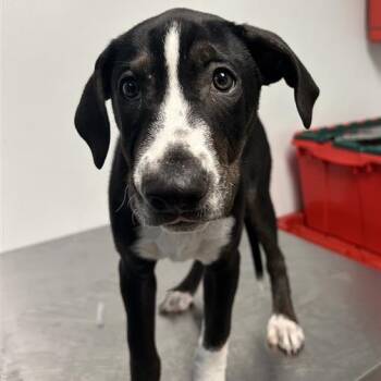 Black Labrador Retriever Dogs Available for Adoption - Bow | PetCurious