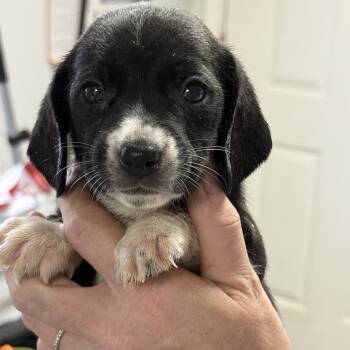 Jelly Filled -  Mixed Breed Dog for Adoption in Columbia, South Carolina - Jelly Filled | PetCurious