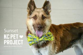 Sunset -  Shepherd and Siberian Husky Dog for Adoption in Kansas City, Missouri - Sunset | PetCurious