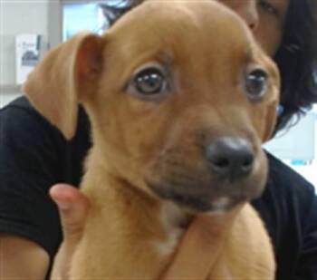 A475820 -  Pit Bull Terrier and Labrador Retriever Dog for Adoption in Oklahoma City, Oklahoma - A475820 | PetCurious