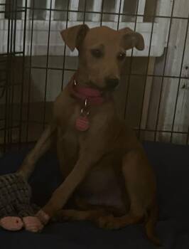Baby Chip -  Redbone Coonhound and Hound Dog for Adoption in Washington, District Of Columbia - Baby Chip | PetCurious