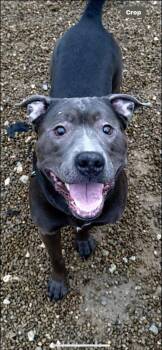 Rescue Mixed Breed Dogs for Adoption in Warren, Ohio - Delta | PetCurious