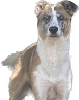 German Shepherd Dog and Australian Shepherd Dogs Available for Adoption in Jemison, Alabama - Ruby | PetCurious