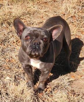 Cupcake -  French Bulldog Dog for Adoption in Severance, Colorado - Cupcake | PetCurious