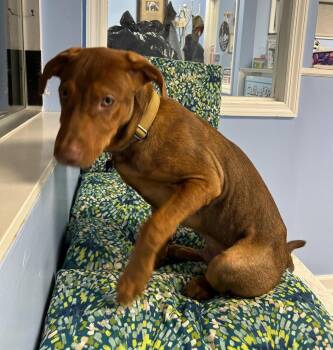 Brad -  Labrador Retriever Dog for Adoption - Brad | PetCurious