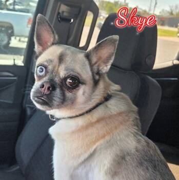 Skye -  Pug and Chihuahua Dog for Adoption in Grove, Oklahoma - Skye | PetCurious