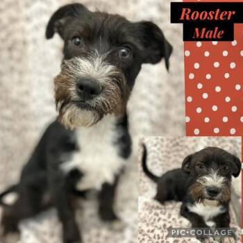 Schnauzer Dogs Available for Adoption - Rooster | PetCurious