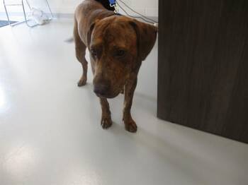 RUGER -  Plott Hound Dog for Adoption in Ocala, Florida - RUGER | PetCurious