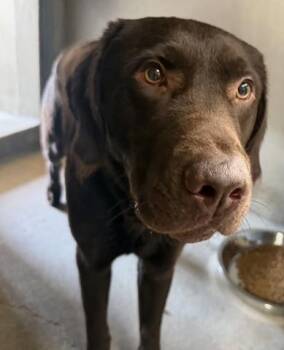 RUSTY -  Labrador Retriever Dog for Adoption in San Bernardino, California - RUSTY | PetCurious