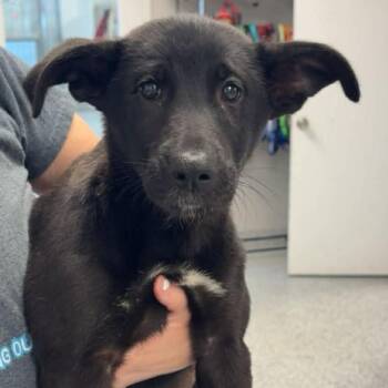 Labrador Retriever and Mixed Breed Dogs Available for Adoption in Normal, Illinois - Brobee | PetCurious