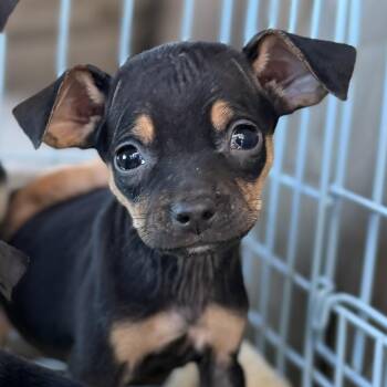 Zuzu -  Miniature Pinscher and Chihuahua Dog for Adoption - Zuzu | PetCurious