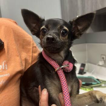 Prince -  Chihuahua and Mixed Breed Dog for Adoption in Saint Joseph, Missouri - Prince | PetCurious