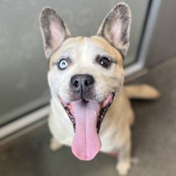 Frijol -  Mixed Breed Dog for Adoption in Janesville, Wisconsin - Frijol | PetCurious