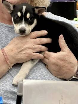 Labrador Retriever and Husky Dogs Available for Adoption in Barnhart, Missouri - Ricky | PetCurious