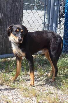 Rusty -  Terrier Dog for Adoption in Hollister, Missouri - Rusty | PetCurious
