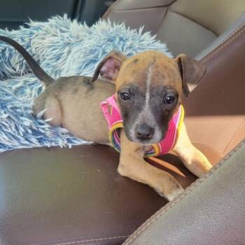Macaroni -  Jack Russell Terrier Dog for Adoption in Philadelphia, Pennsylvania - Macaroni | PetCurious