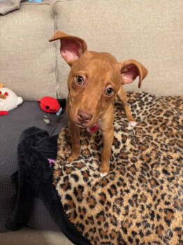 Rescue Pit Bull Terrier and Chihuahua Dogs for Adoption in Nashville, Tennessee - Dobby | PetCurious