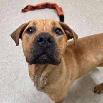 Labrador Retriever Dogs Available for Adoption in Chatham, Virginia - Sulfur | PetCurious