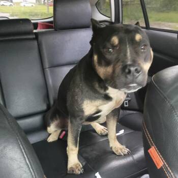 Terrier and Mixed Breed Dogs Available for Adoption in St. Louis, Missouri - Chip Clip | PetCurious