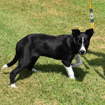 Rescue Mixed Breed Dogs for Adoption in Searcy, Arkansas - Betty | PetCurious