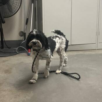 Larry -  Shih Tzu Dog for Adoption in Yuma, Arizona - Larry | PetCurious