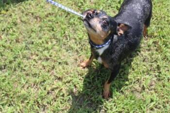 Burrito -  Miniature Pinscher and Chihuahua Dog for Adoption in Kenansville, North Carolina - Burrito | PetCurious