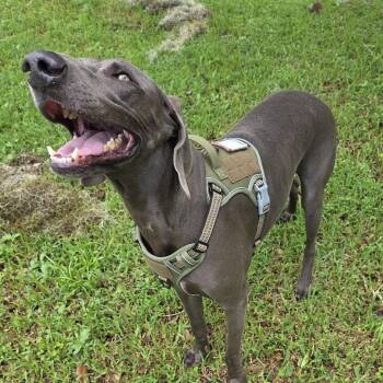 Grey Goose -  Weimaraner Dog for Adoption in Lakewood Ranch, Florida - Grey Goose | PetCurious