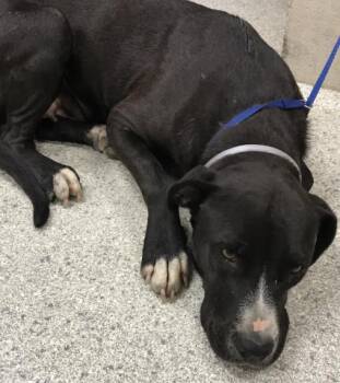 Rescue Pit Bull Terrier and Labrador Retriever Dogs for Adoption in Conroe, Texas - STAR | PetCurious