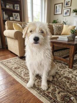 Mixed Breed Dogs Available for Adoption in Markham, Ontario - Casper | PetCurious