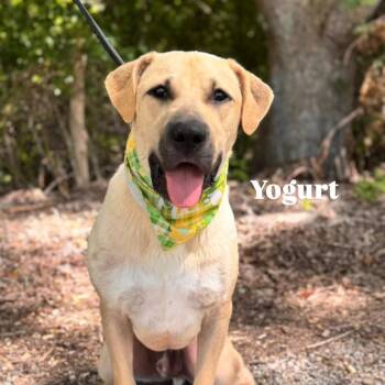 Yogurt -  Mixed Breed Dog for Adoption in Livingston, Texas - Yogurt | PetCurious