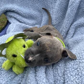 Mixed Breed Dogs Available for Adoption in Williston, Florida - Dash / Frankie | PetCurious