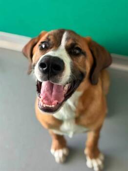 JUMBA -  Saint Bernard and Mixed Breed Dog for Adoption in Visalia, California - JUMBA | PetCurious