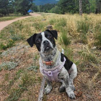 Opalite -  Pit Bull Terrier Dog for Adoption in Boulder, Colorado - Opalite | PetCurious