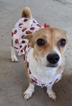 Rescue Chihuahua Dogs for Adoption in Thousand Oaks, California - Capri | PetCurious
