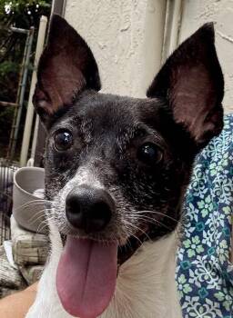 Rescue Rat Terrier Dogs for Adoption in Jacksonville, Florida - Squirt | PetCurious