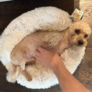 Rescue Maltipoo Dogs for Adoption in Dallas, Texas - Ty | PetCurious