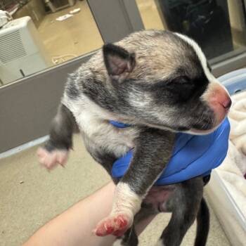 Rescue Husky and Mixed Breed Dogs for Adoption in Lynchburg, Virginia - Ducky | PetCurious