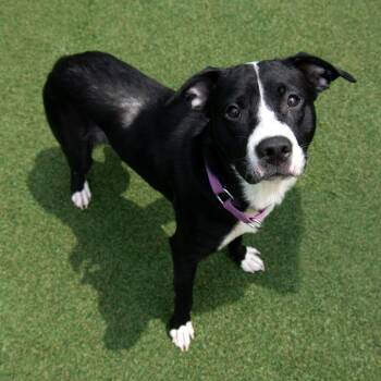 Renegade -  Pit Bull Terrier and Mixed Breed Dog for Adoption in Parkersburg, West Virginia - Renegade | PetCurious